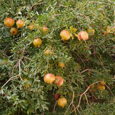 Granatapfelbaum