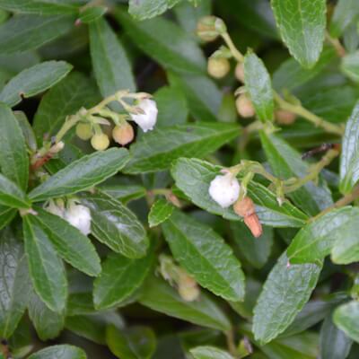 Heidelbeere Blüte