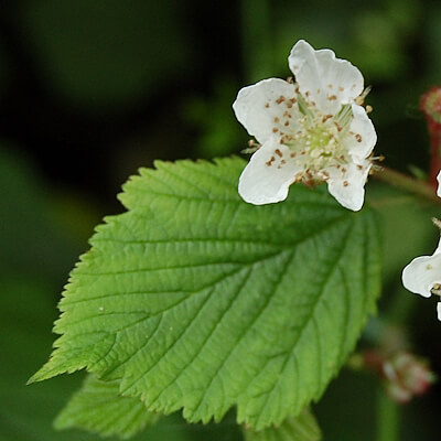 Himbeerblatt mit Blüte