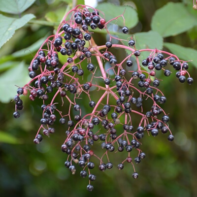 Holunderbeeren