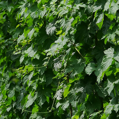 Hopfen