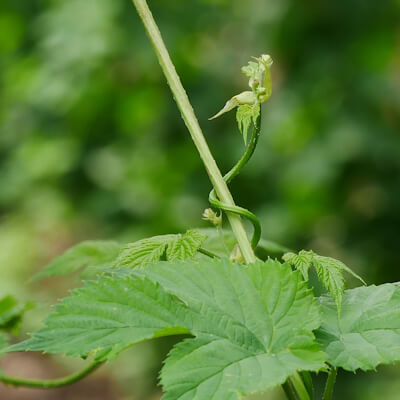 Hopfen