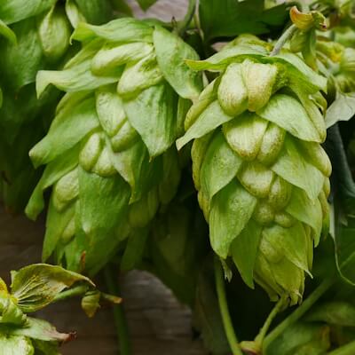 Hopfenblüten