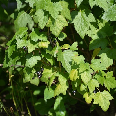 Schwarze Johannisbeere Strauch