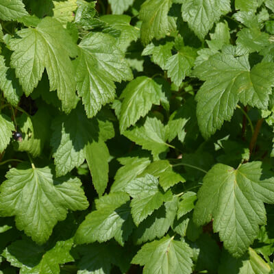 Schwarze Johannisbeere Blätter