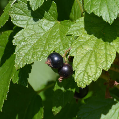 Schwarze Johannisbeere Früchte