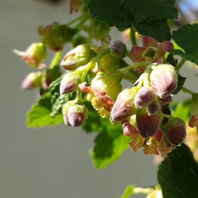 Schwarze Johannisbeere Blütenknospen