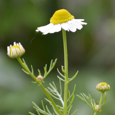 Kamillenblüte