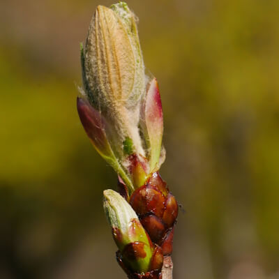 Knospe von Rosskastanienblättern