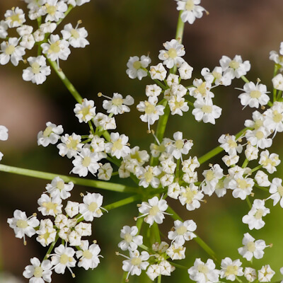 Kümmel Blüte