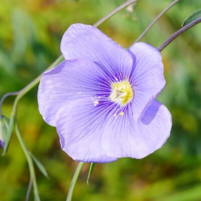 Leinblüte
