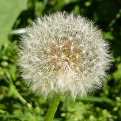 Löwenzahn als Pusteblume