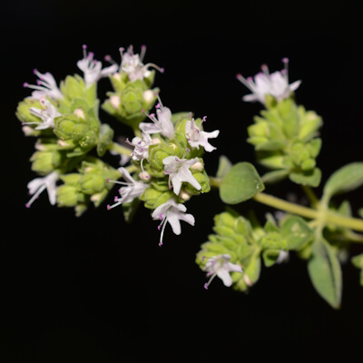 Majoranblüte