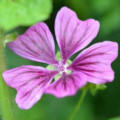 Malvenblüte