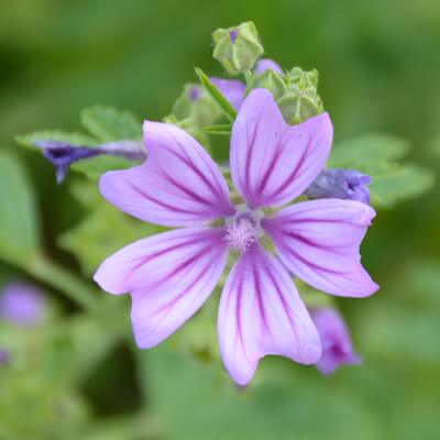 Malvenblüte