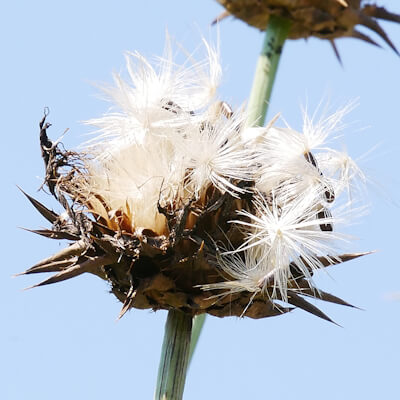 Pappus der Mariendistel