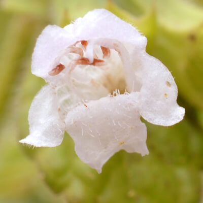 Melissenblüte