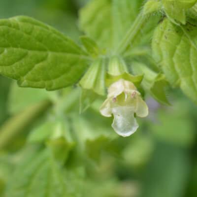Melissenblüte in Blattachsel