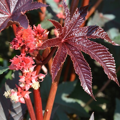 Rizinus Blüte und Blatt