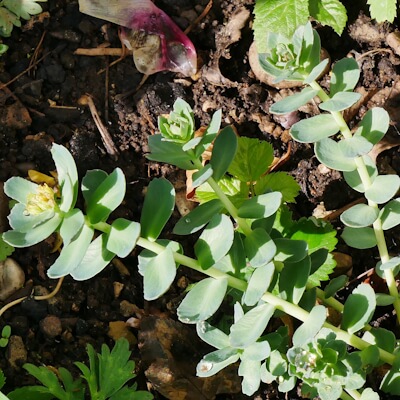 Rosenwurz