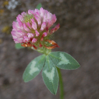 Rotklee Blüte und Blätter