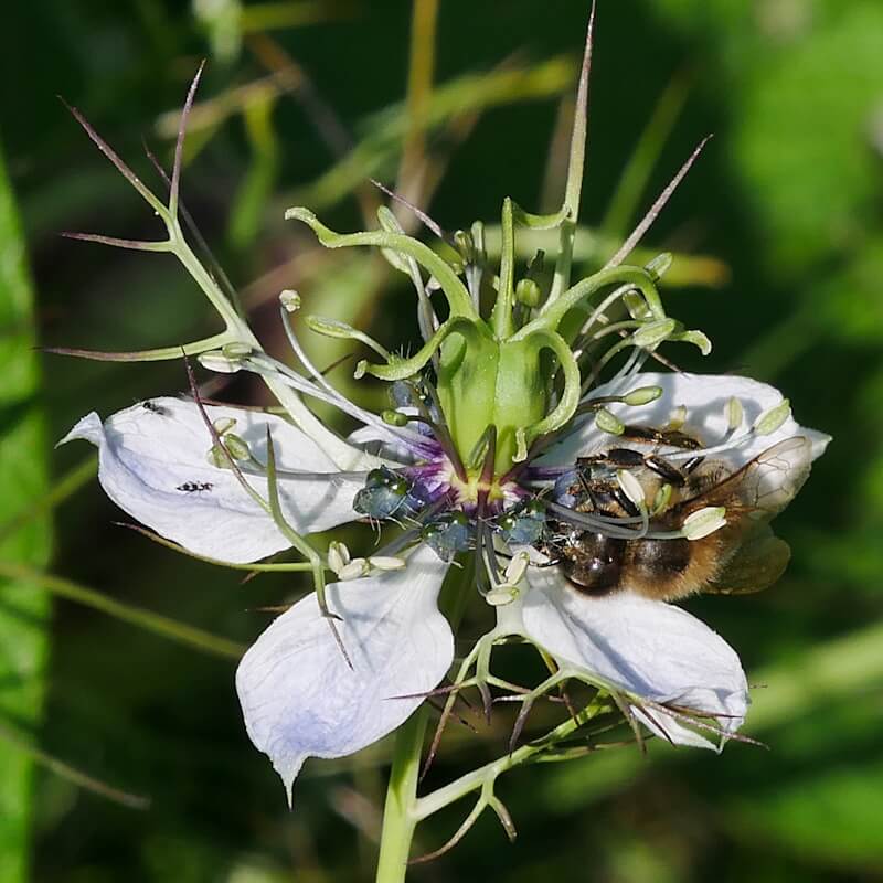 Schwarzkümmel Blüte