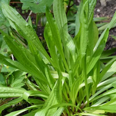 Spitzwegerichblätter