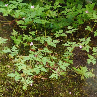 Storchenschnabel