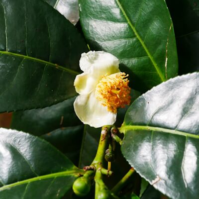 Tee Blüte