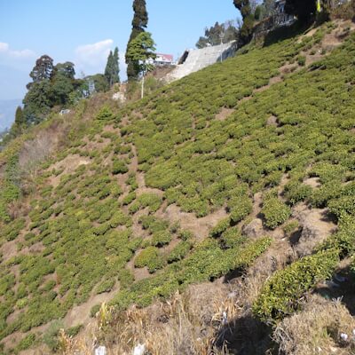 Teeanbau in Darjeeling