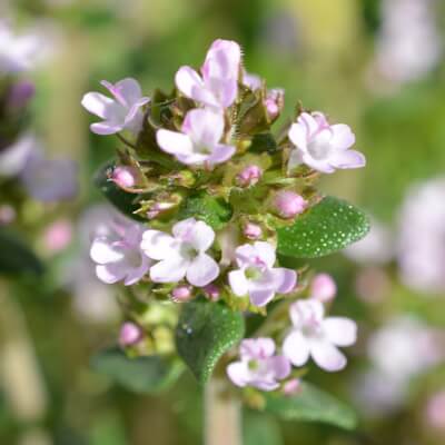Thymianblüte
