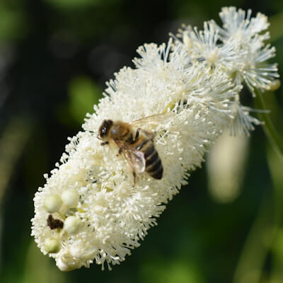 Traubensilberkerze Blüte