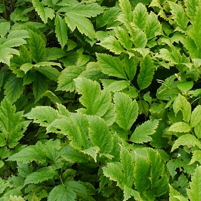 Traubensilberkerze