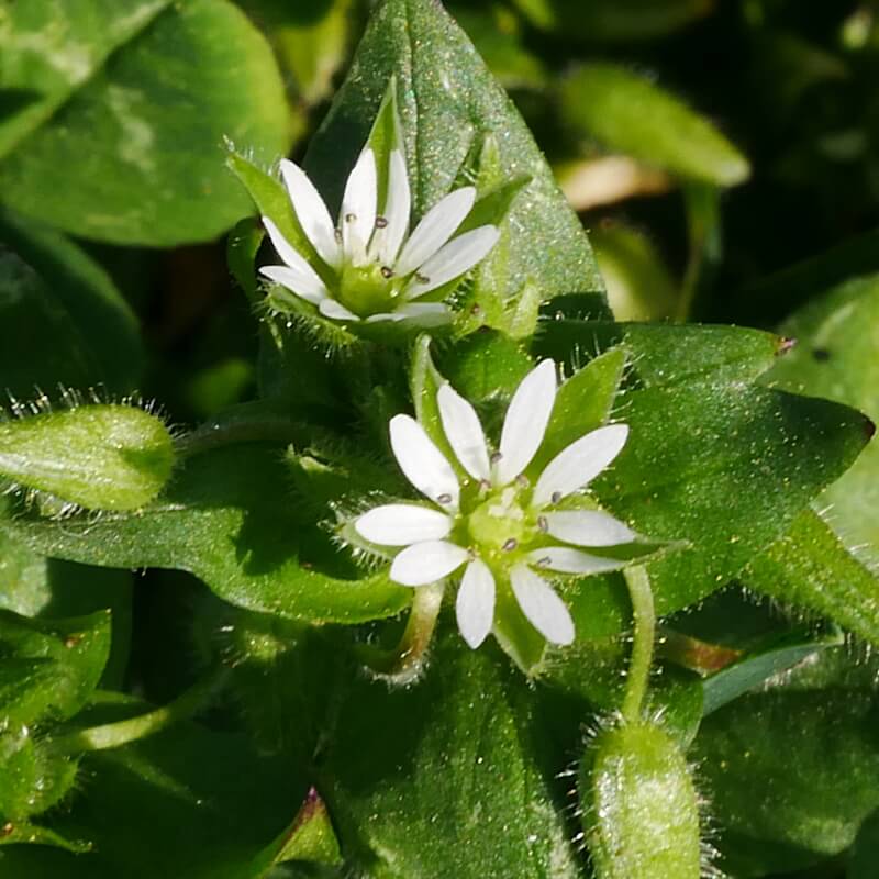Vogelmiere Blüte