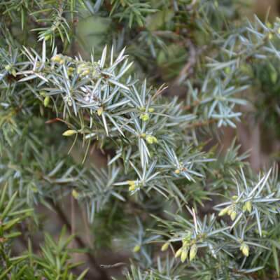 Wacholder mit Knospen