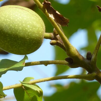 Walnuss und Knospen am Walnussbaum