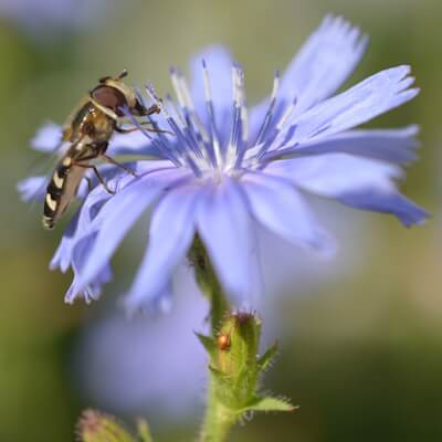 Wegwarte Blüte