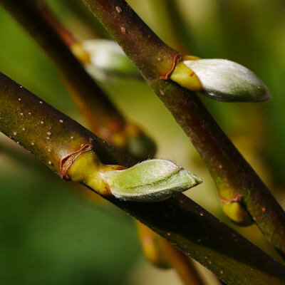 Weidenknospen