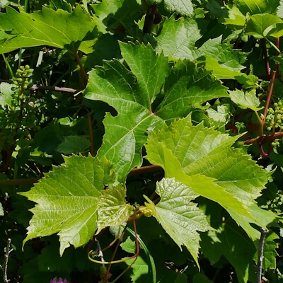 Weinlaub