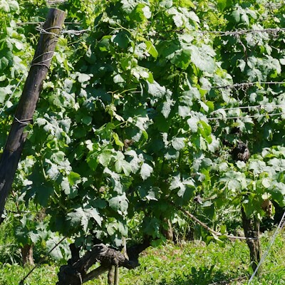 Weinreben
