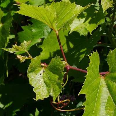 Weinlaub mit jungen Blättern
