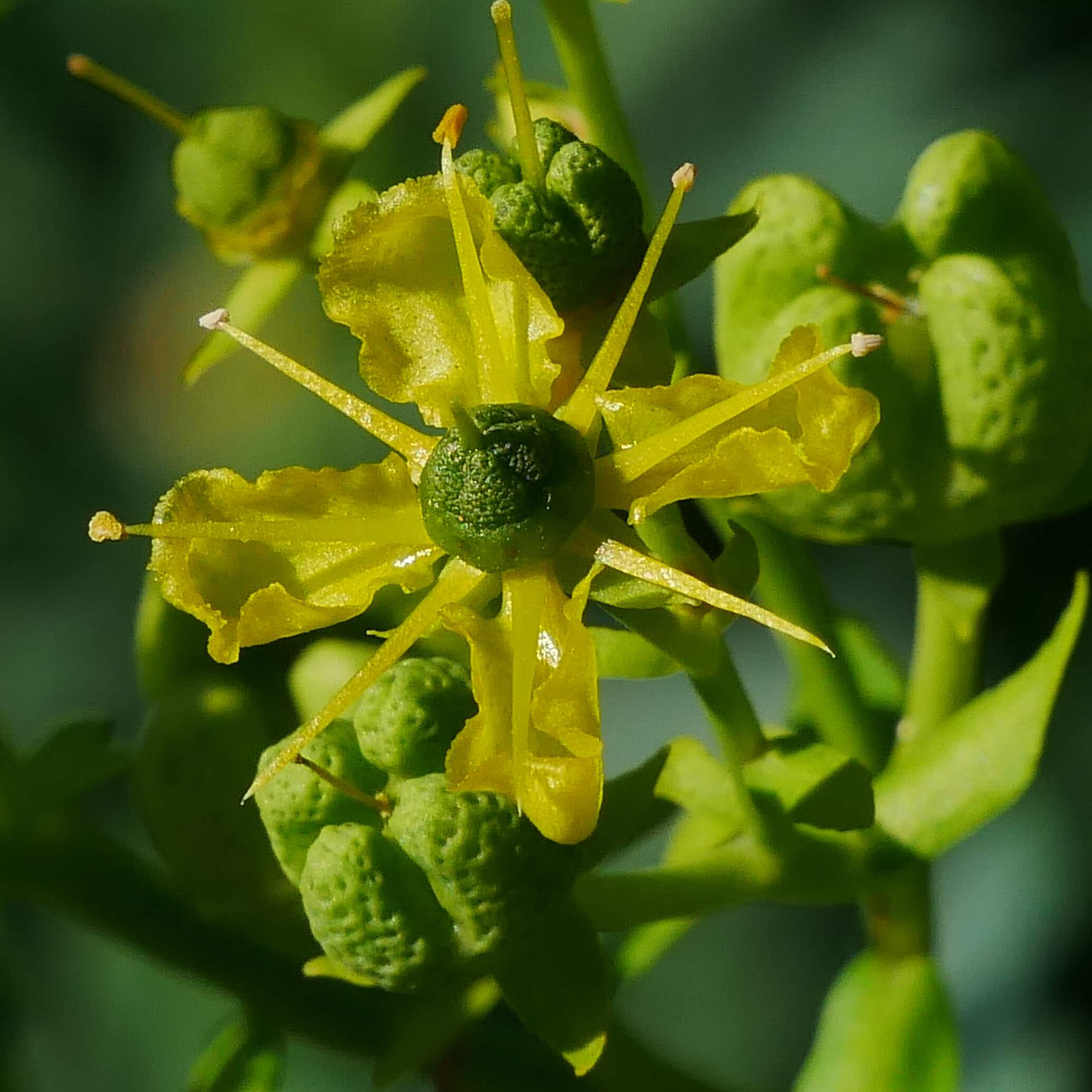 Weinrautenblüte