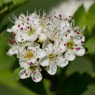 Weißdorn Blüte