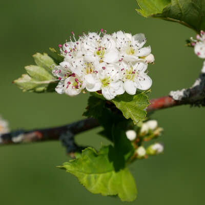 Weißdorn Blüte und Blätter