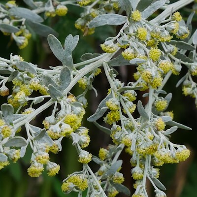 Wermut Blüte