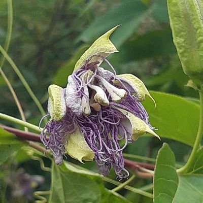Passionsblume