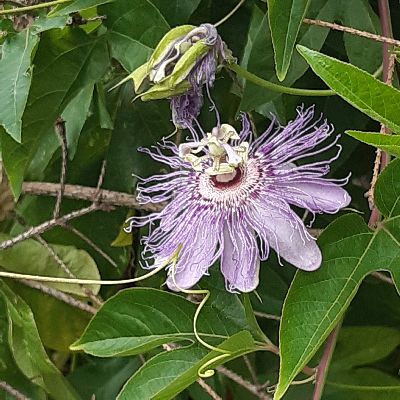 Passionsblume