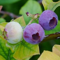 Heidelbeeren