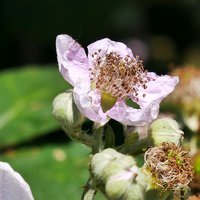 Brombeerblüte