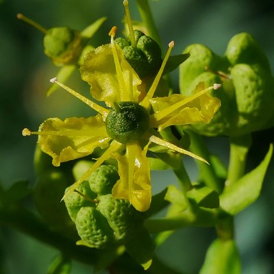Weinrautenblüte